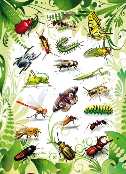 HERMA 3231 MAGIC INSECTS 2D FO